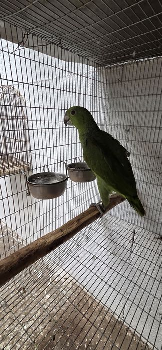Amazona auropaliatta