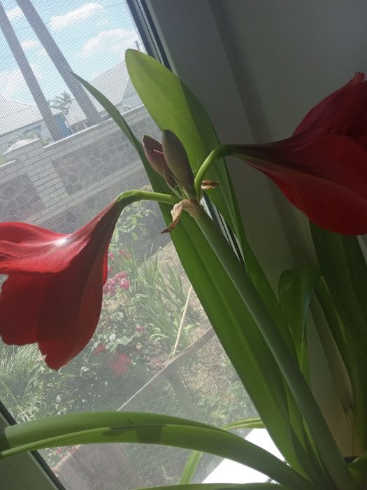 Вазон Гіппеаструм