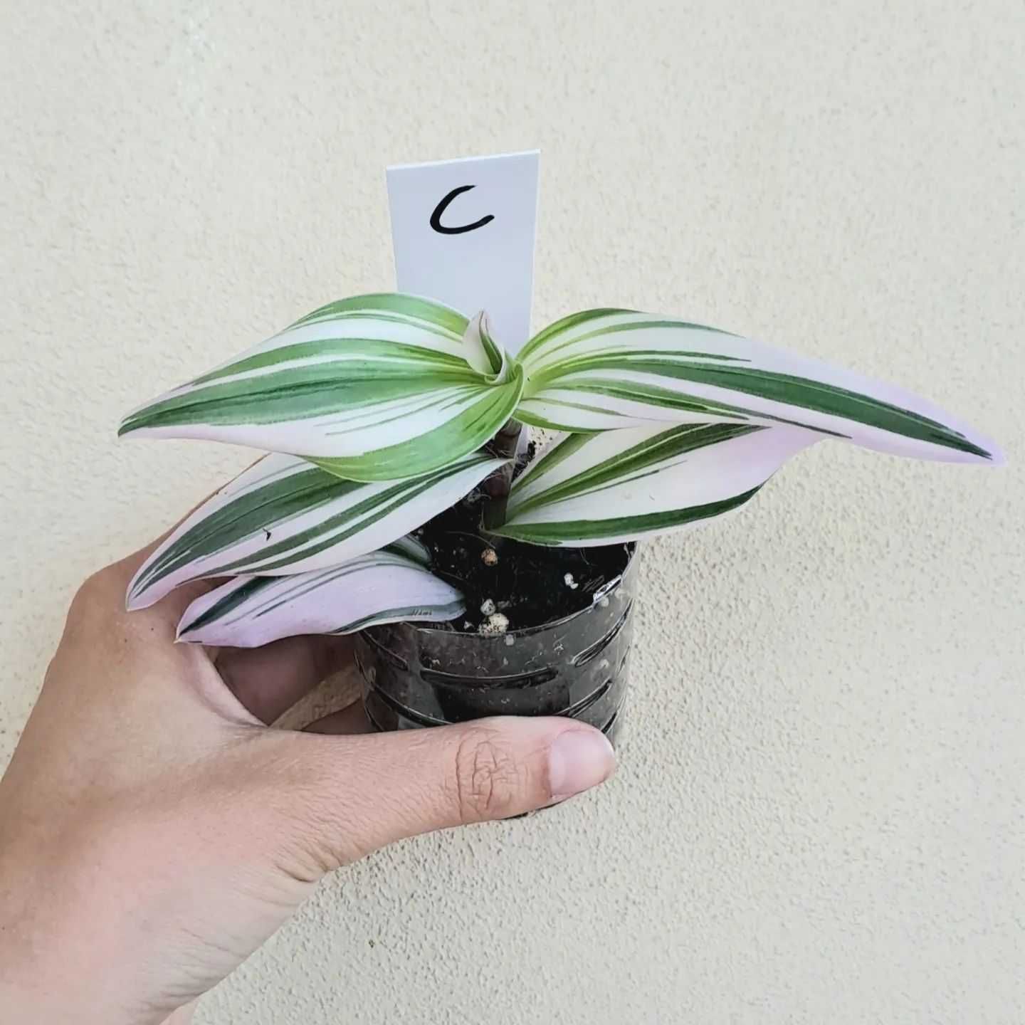 [Planta] Tradescantia albiflora 'Nanouk'