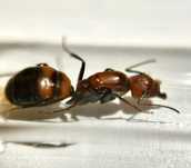 Promocja4Q Camponotus nicobarensis mrowki