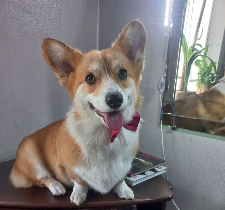 Грумінг тварин позняки