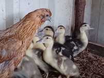Aves de campo domesticas