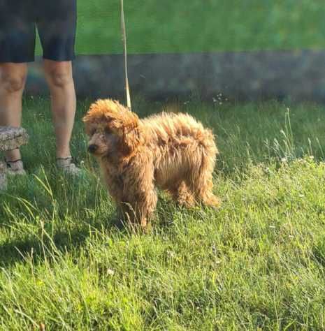 Pudel.pudelek miniaturowy red,rudy