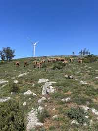 Vacas de qualidade 7 paridas 5 prenhas a parir entretanto