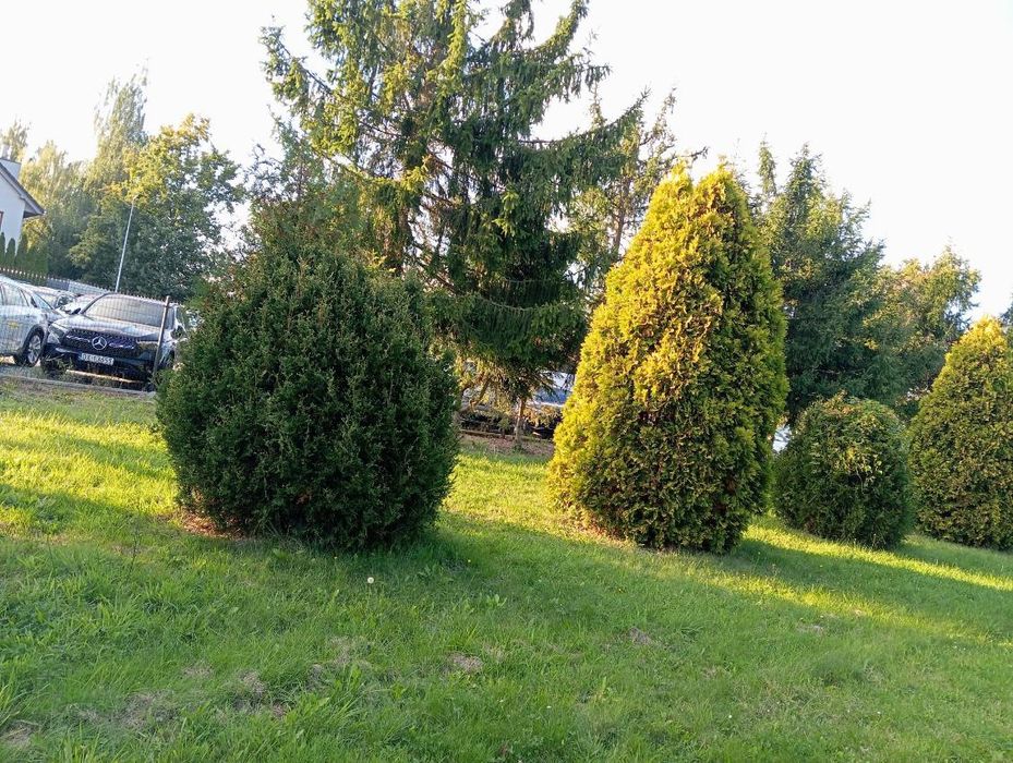 Oddam tuje, 2 gatunki, 17 sztuk