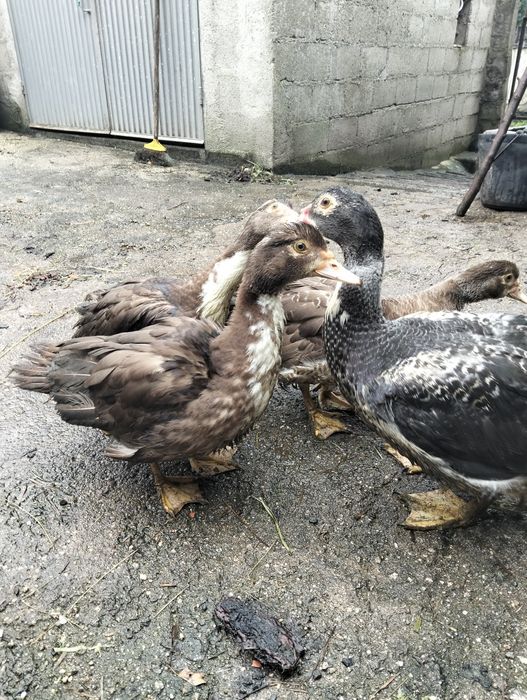 Vendem-se patos mudos