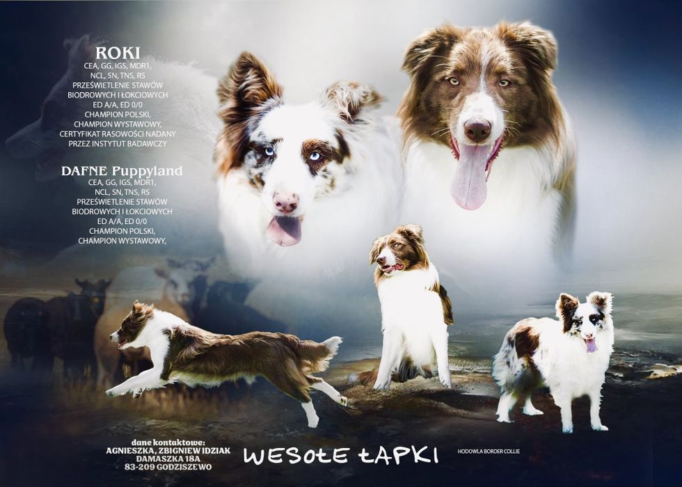 Border collie dziewczynka /Badania genetyczne/DNA/RTG/wyprawka XXL