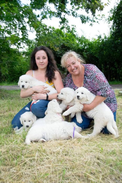 Polski owczarek podhalański