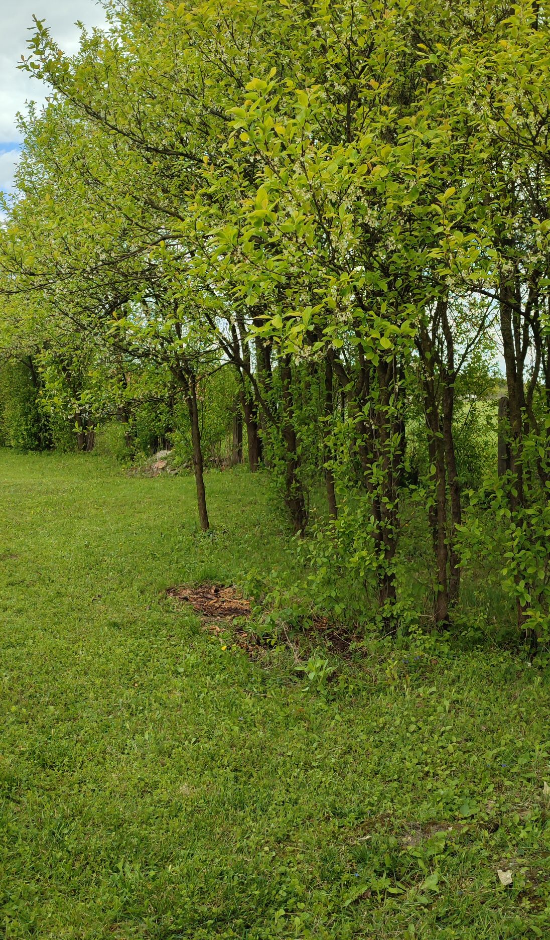 Działka Gruszczyn