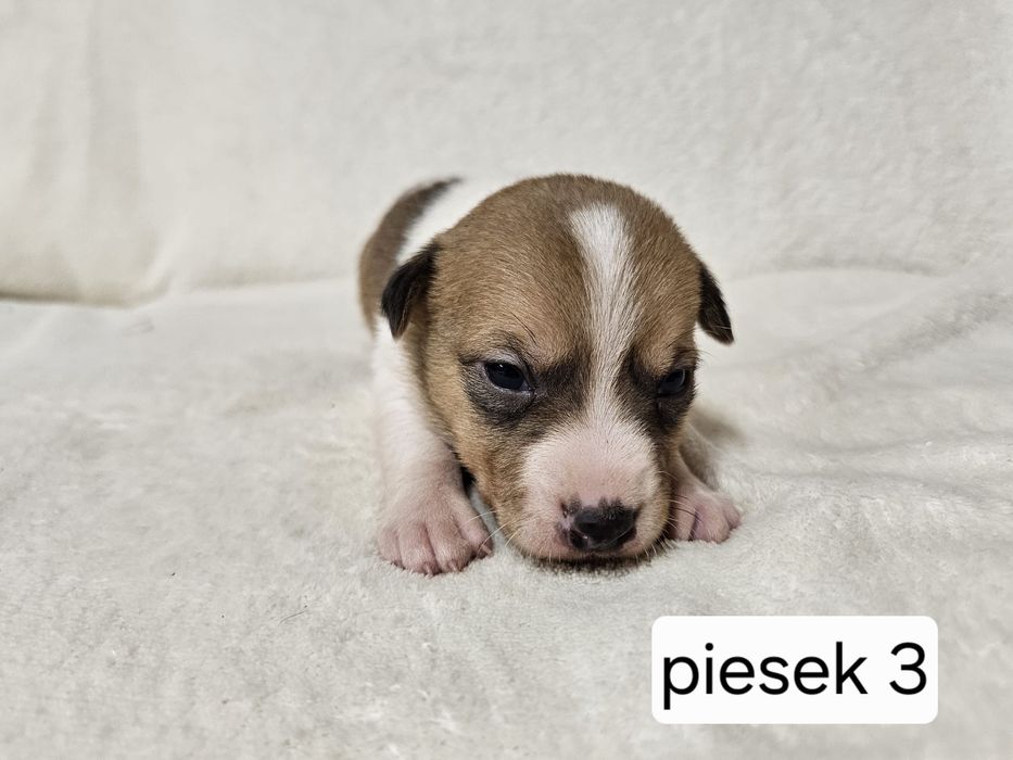 Piesek Jack Russell Terrier