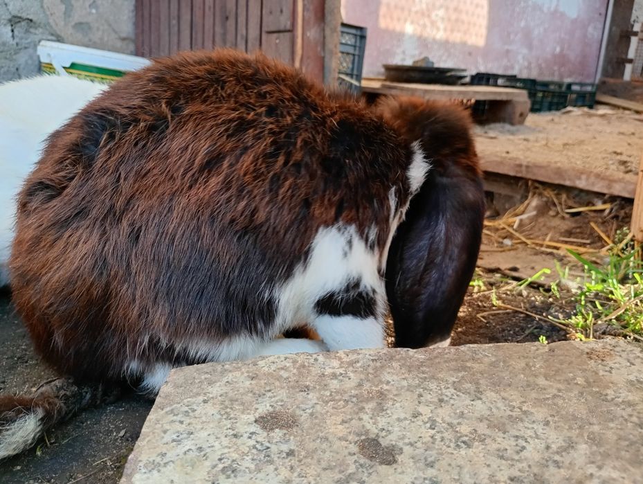 Barany francuskie królik