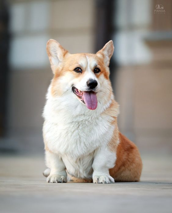 Welsh corgi pembroke FCI