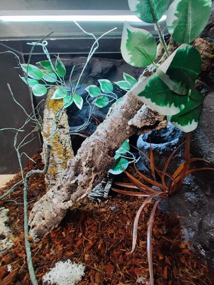 Terrarium dla gekona orzęsionego 50x60x50