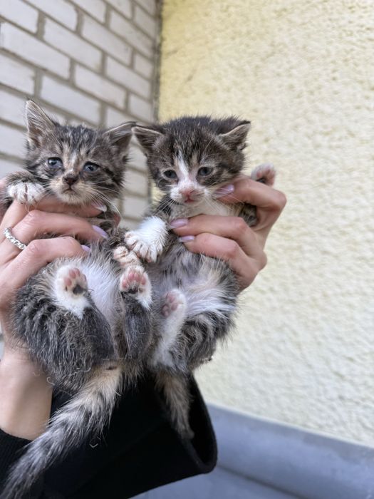 кошенята (дівчатка)