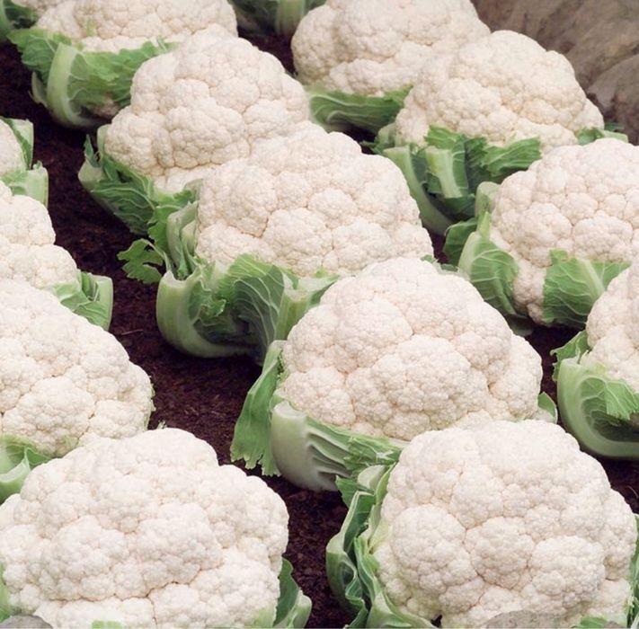 Семена / Насіння / КАСПЕР F1 / KASPER F1 / Цвітна капуста