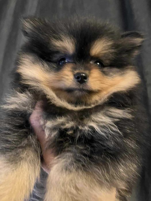 Szpic miniaturowy(pomeranian) Black Tan