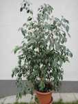 Fikus benjamin 2 m x 0,8 m
