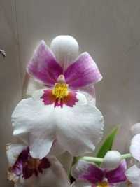 Цветущая орхидея Мильтония.