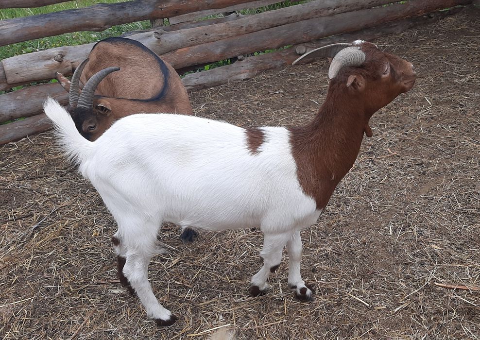 Молодая коза.  Козы. Бурская с ламанчей.