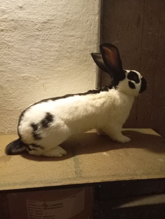 Srokacz niemiecki samiec