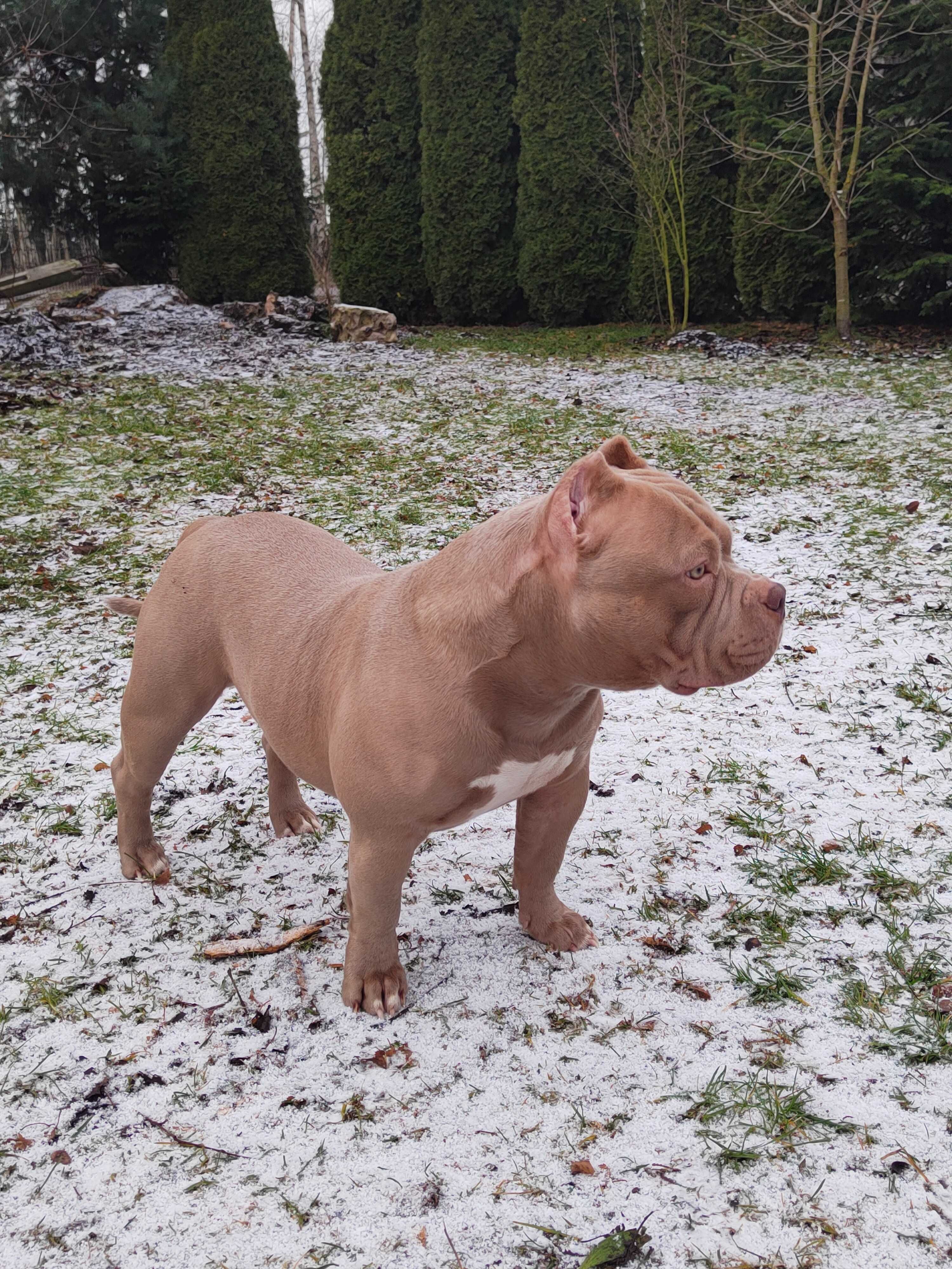 American Bully Pocket Reproduktor