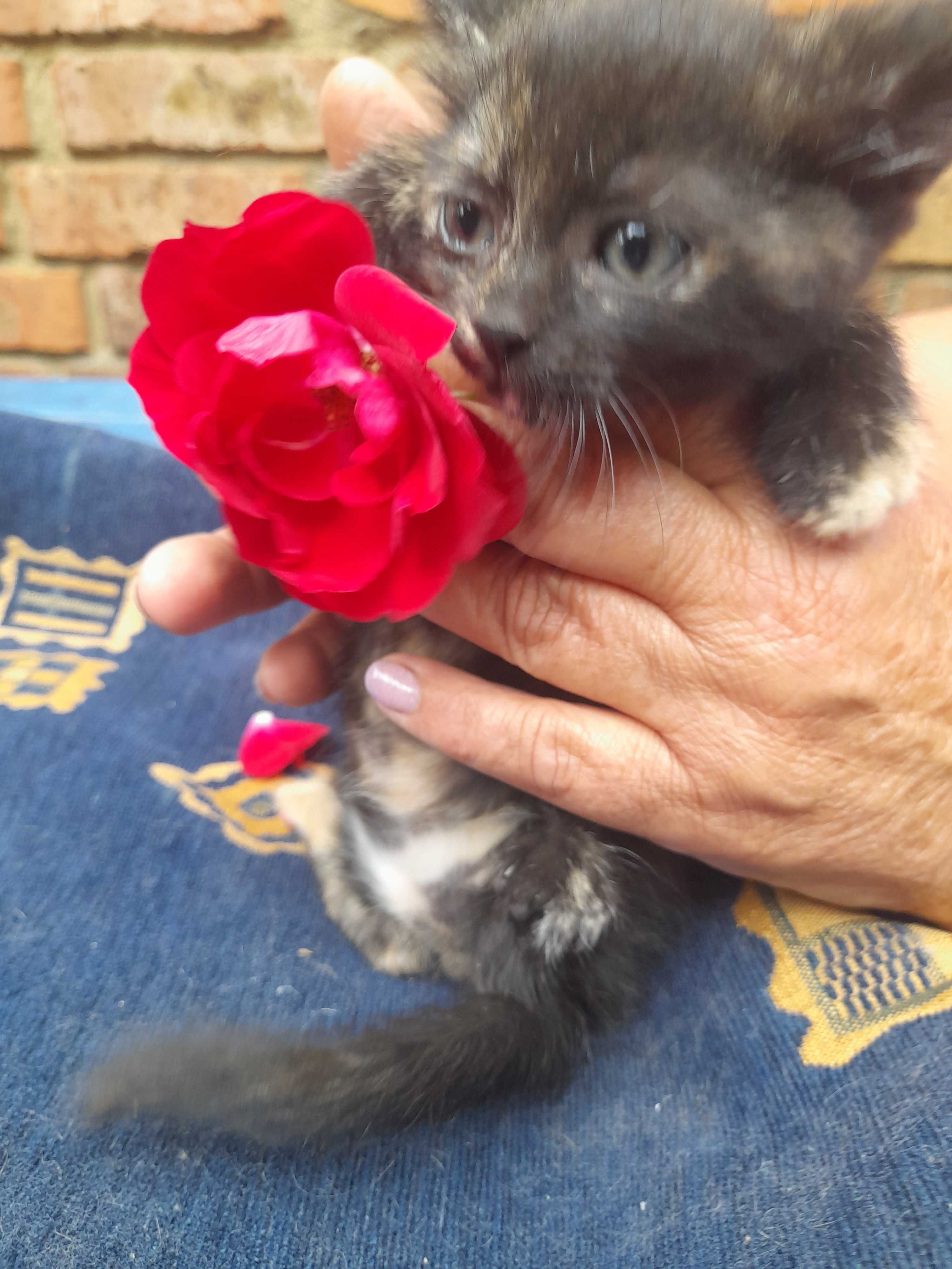 Отдам очень красивых котят