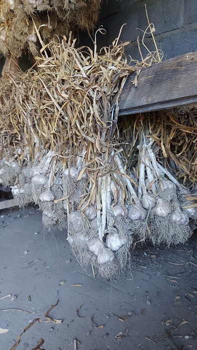 Sprzedam czosnek nie obierany