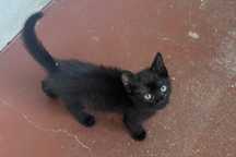 Gatinha para adopcao responsavel