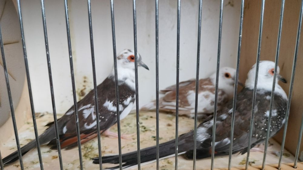 Gołąbki diamentowe szeki