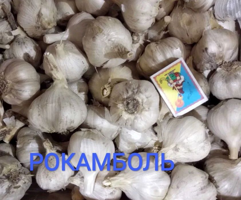 Чеснок Рокамболь