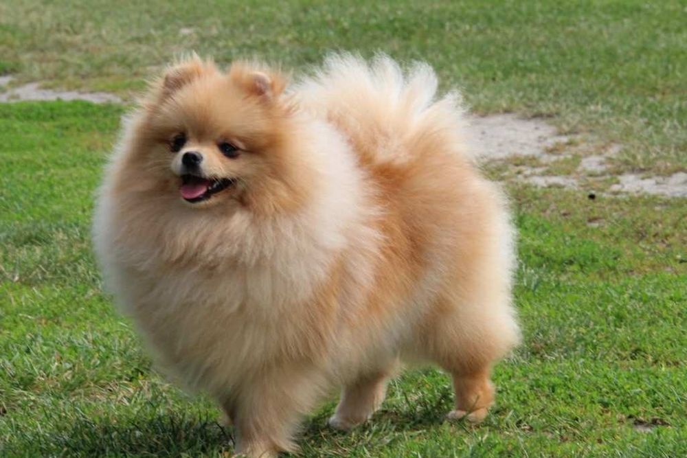 Szpic miniaturowy pomeranian