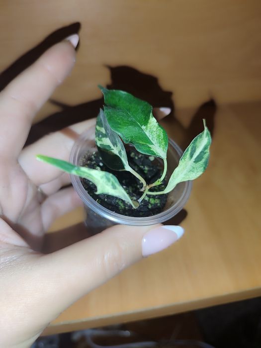 Фікус Керлі, набори різних фікусів