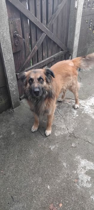 Oddam psa 5 letniego