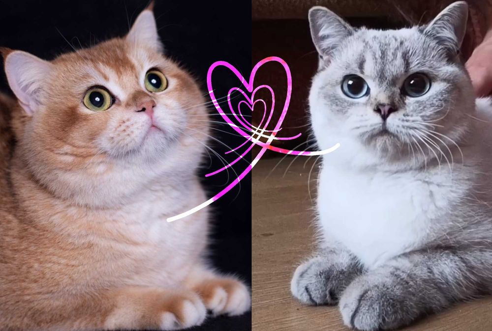 FPL Złote kocięta z hodowli Bell Parma*PL złote misie dla ciebie kotek