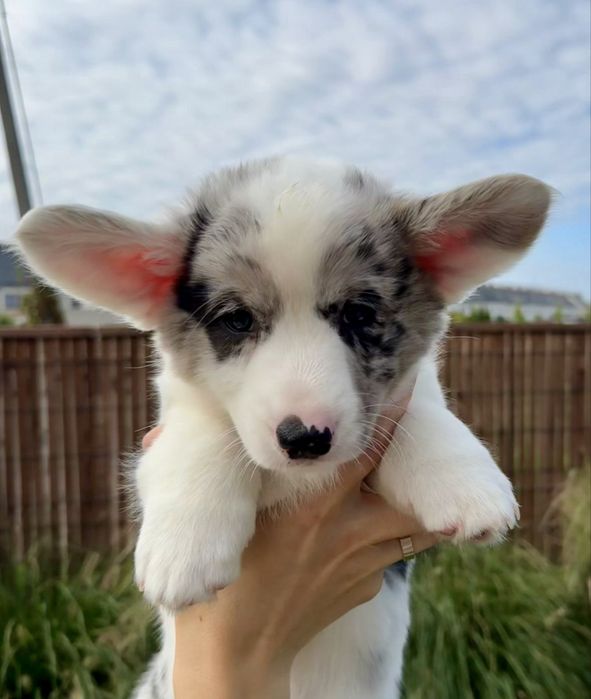 Welsh Corgi Cardugan