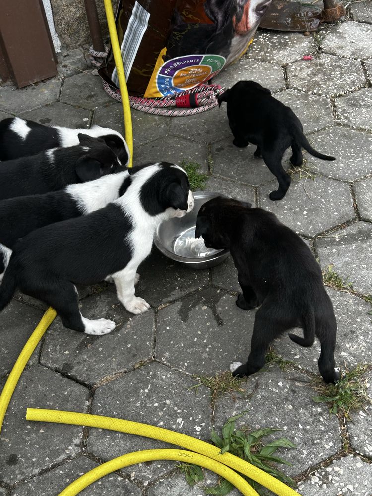 Da-se cães bebes