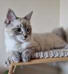 Przepiękny kocurek ragdoll
