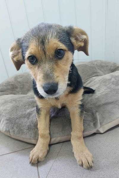 Szczeniaczek słodka Malinka szuka domku