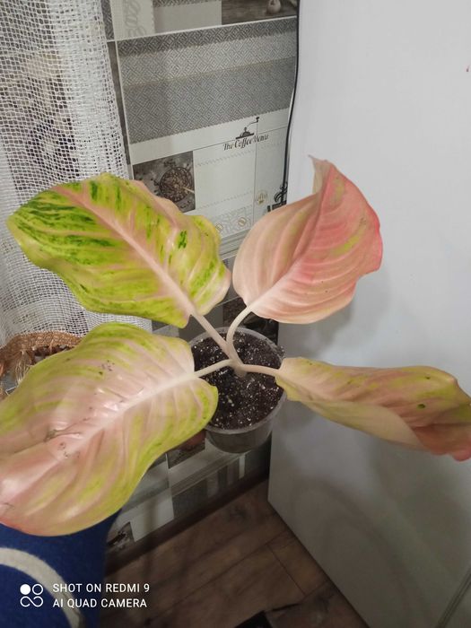 Аглаонеми новинки