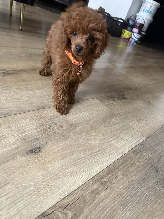 Pudel toy Red Brown