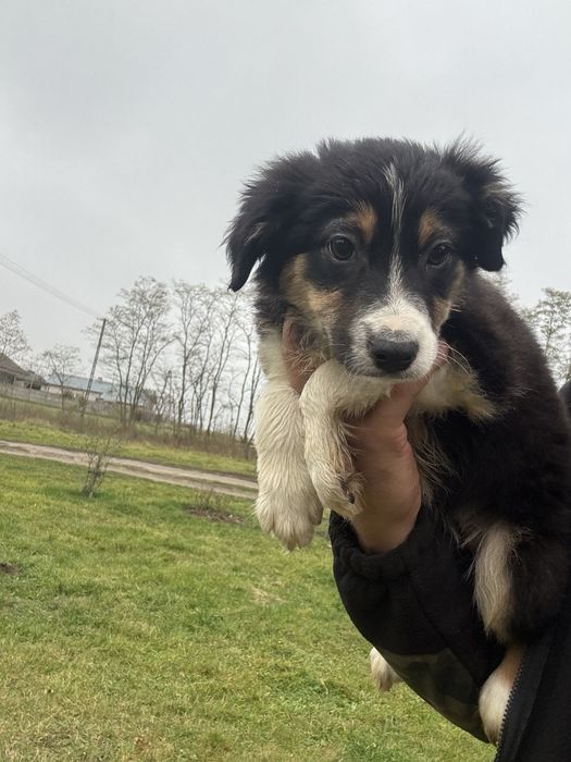 Border collie tri color suczka