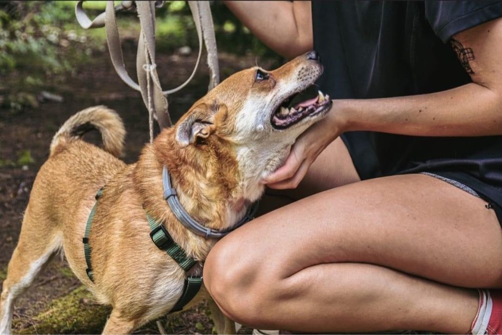 Mała  grzeczna sunia do adopcji idelana dla starszej osoby