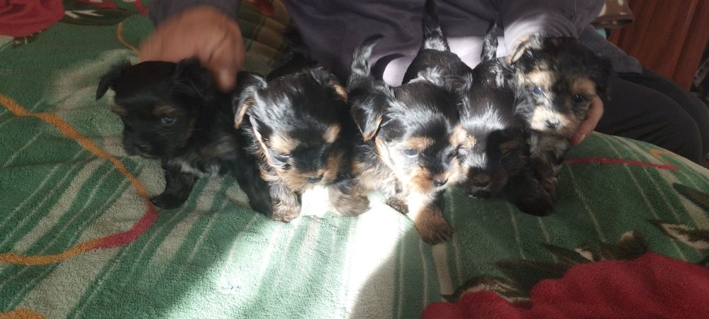 Йоркширский терьер