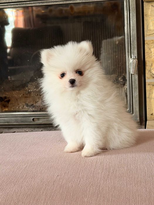 Szpic miniaturowy-pies