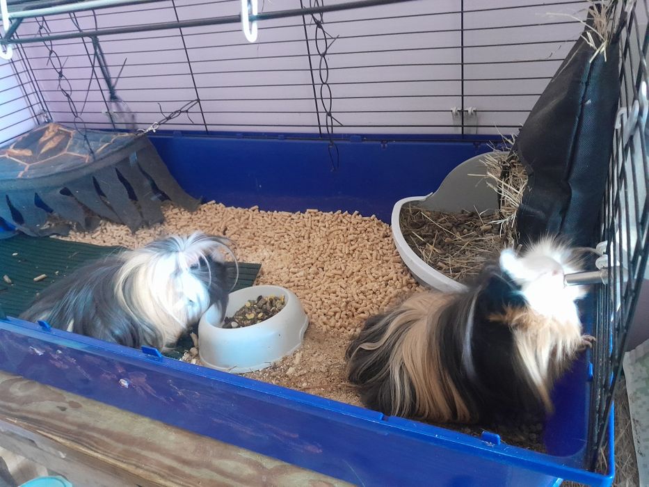2 świnki morskie długowłose z klatką i acesoriami