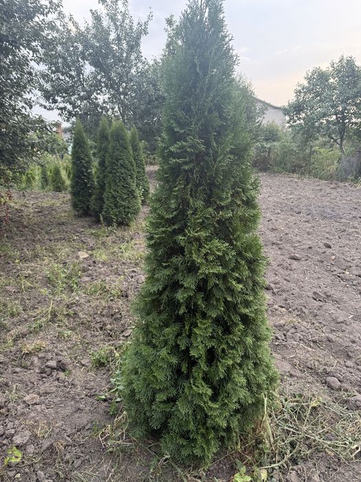 Продам туї. Смарагд