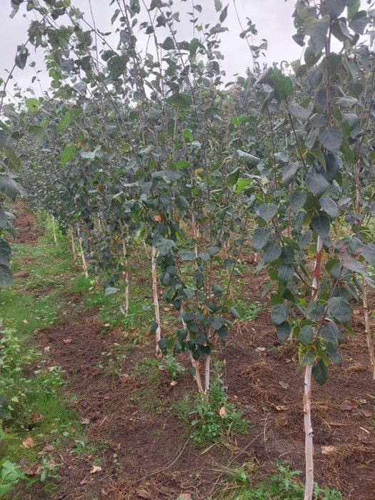 Brzoza dorebos 150cm-370cm