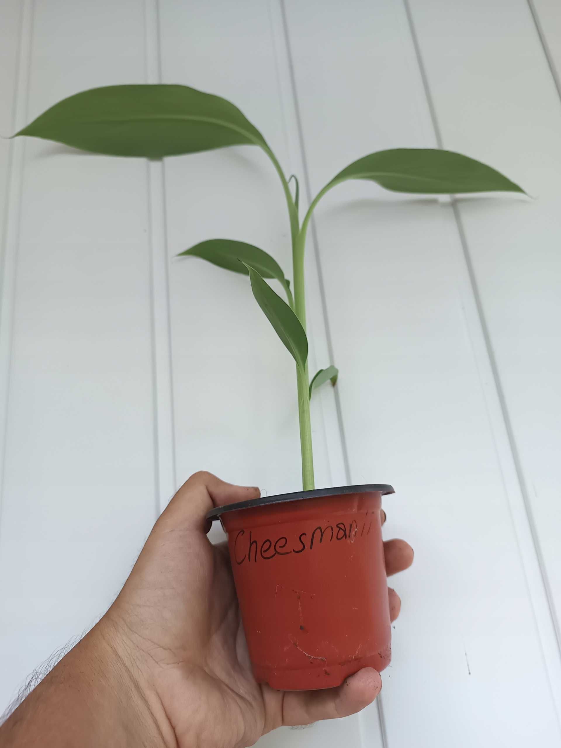 Bananowiec MUSA CHEESMANII banan 20-30CM sadzonka P9