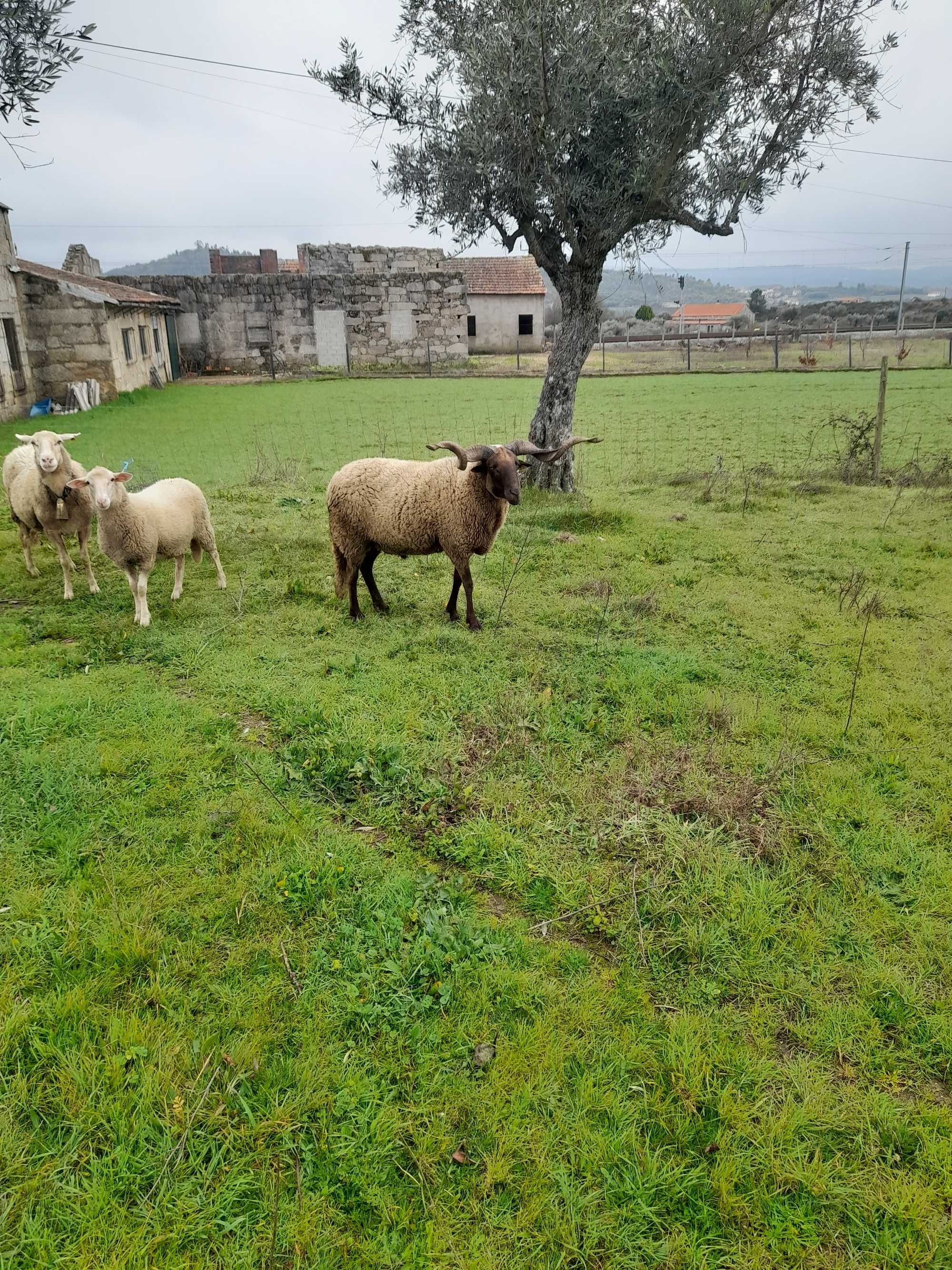 Carneiro sarrobeco  para venda