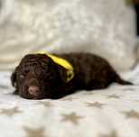 Suczka Lagotto Romagnolo FCi